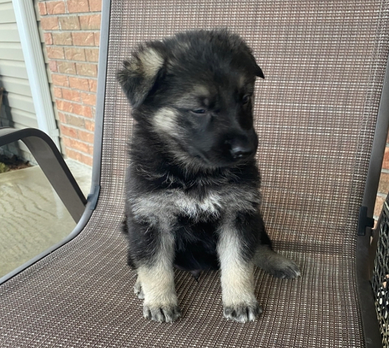 comprar cachorros sanos, baratos y asequibles para la venta